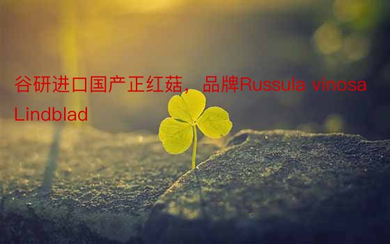 谷研进口国产正红菇，品牌Russula vinosa Lindblad
